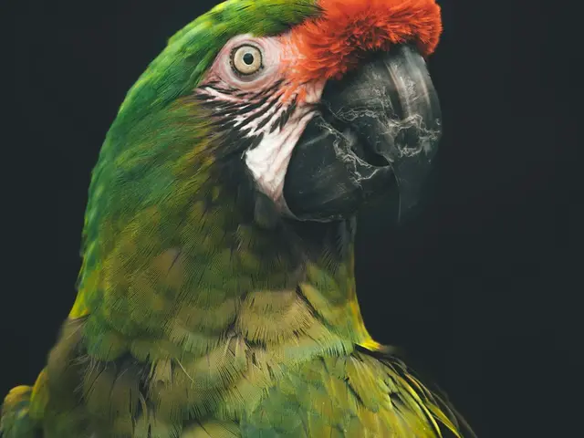 Guacamaya verde de ejemplo, que representa al ingreso 26-018