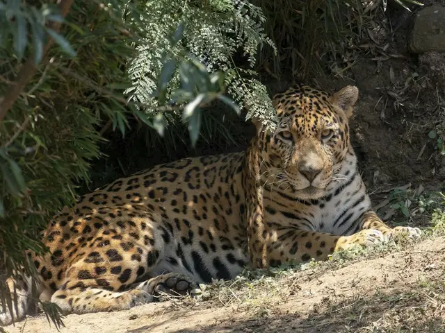 Jaguar de ejemplo, que representa a Tizoc