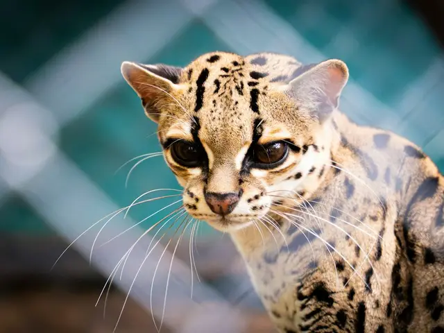 Margay de ejemplo, que representa al ingreso 26-017
