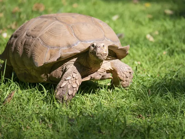 Tortuga sulcata de ejemplo, que representa a Matilda
