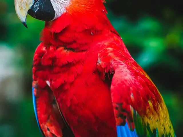 Guacamaya roja de ejemplo, que representa a Pepa