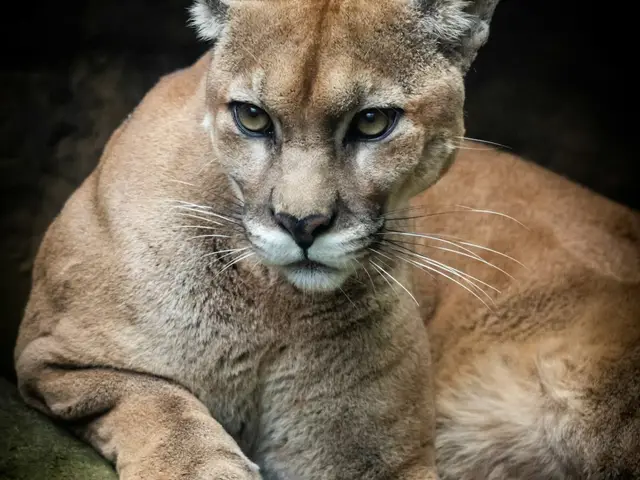 Puma de ejemplo, que representa a Nala